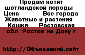 Продам котят шотландской породы › Цена ­ 2 000 - Все города Животные и растения » Кошки   . Ростовская обл.,Ростов-на-Дону г.